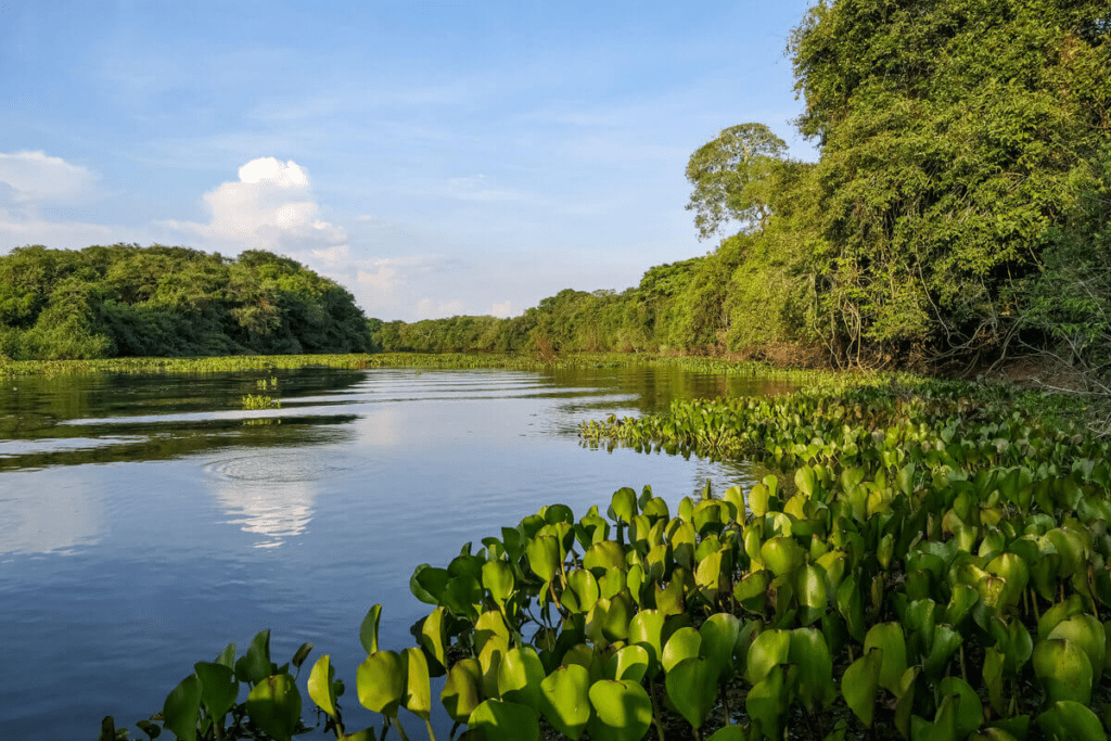 Desmatamento no Pantanal