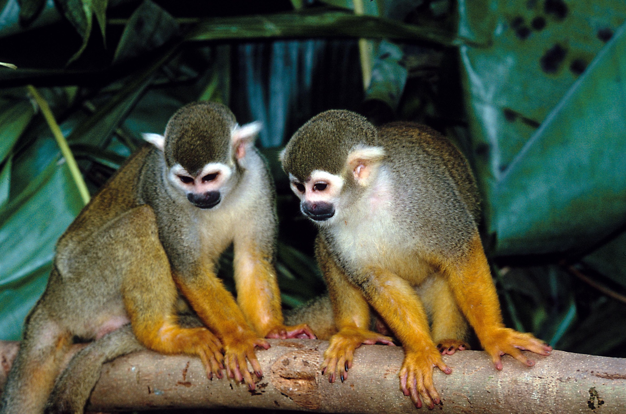 Macacos do Bosque Rodrigues Alves, em Belém, morreram após comerem