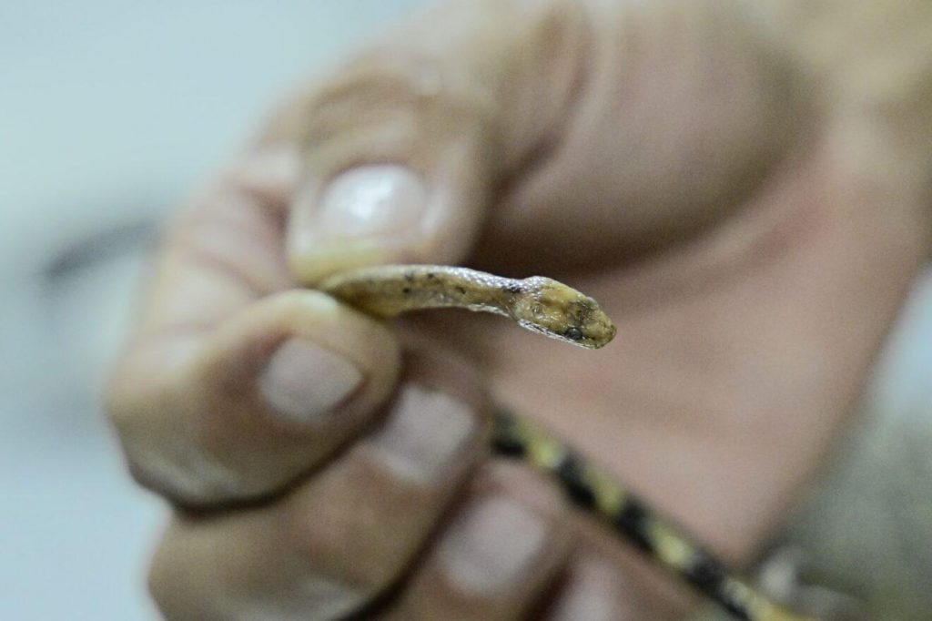 Cinco novas espécies de cobras são descobertas na Amazônia, entre elas, uma  batizada de 'DiCaprio