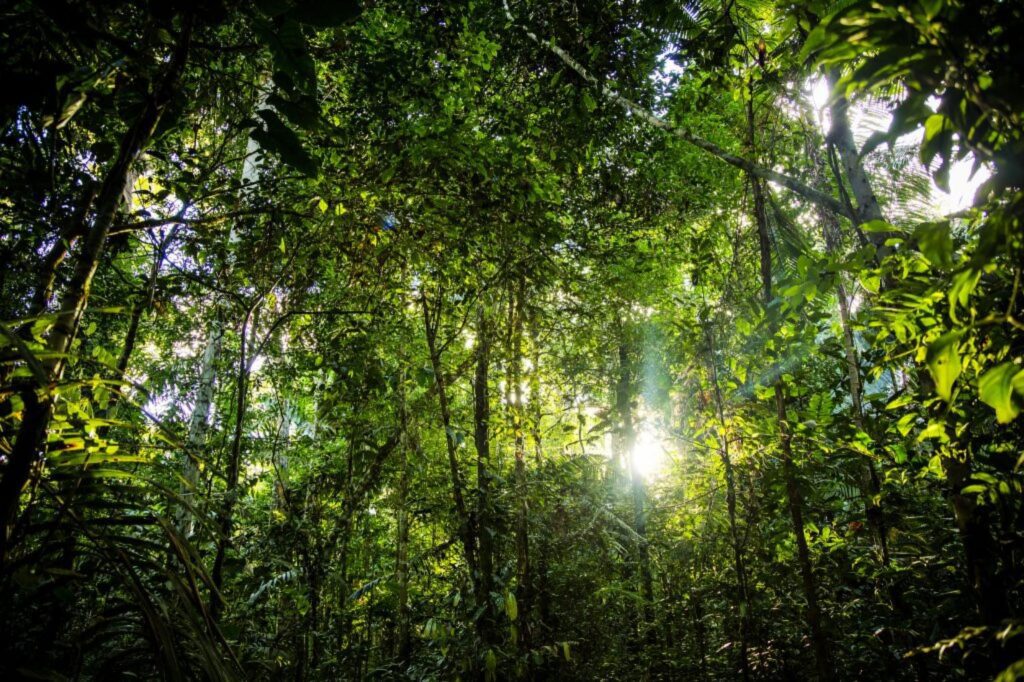  Mata fechada na Amazônia peruana. Foto: Flickr (CC)/Joseph King