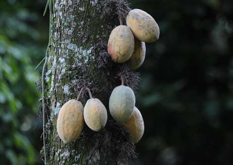 Cupuí, progenitor do cupuaçu. Foto: Reprodução