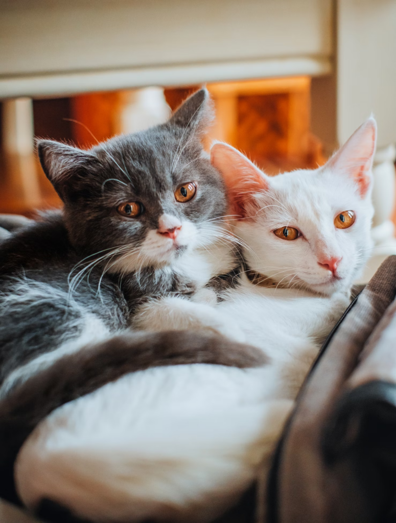 Imagem: Divulgação. Polícia Civil investiga mortes de sete gatos em Belém