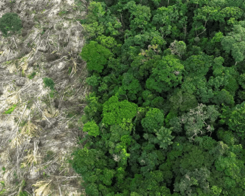 Desmatamento na Amazônia