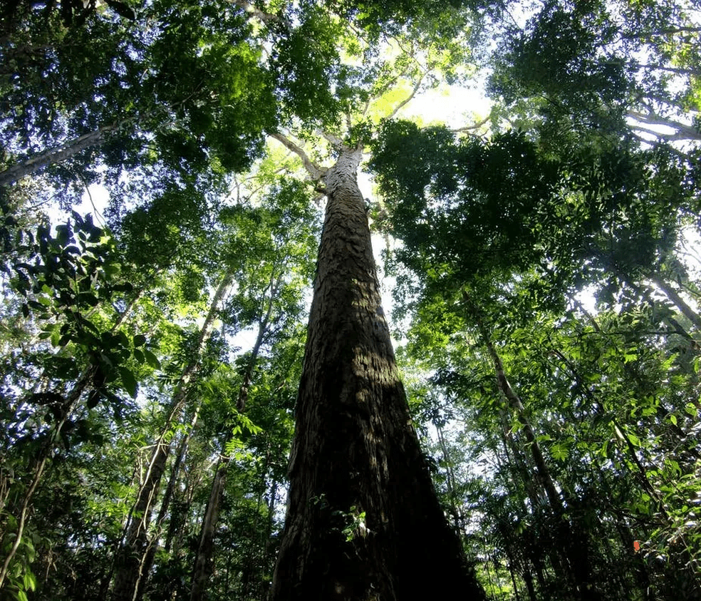 Amazônia protege Belém de desastres ambientais.