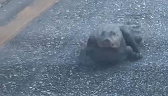 Jacaré é resgatado após ser flagrado andando em avenida de Belém. Imagem: Reprodução