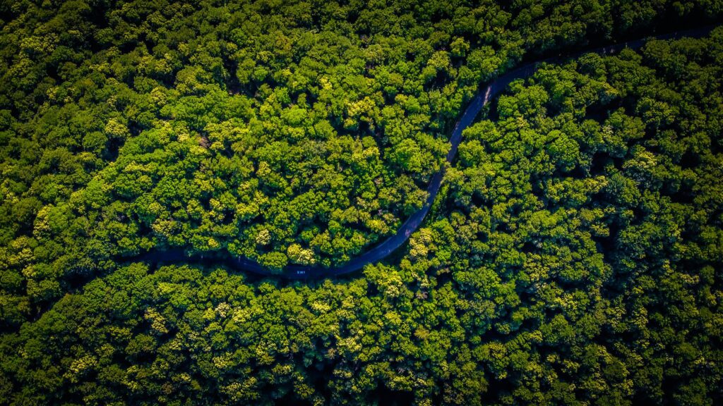 O crédito de carbono é um mecanismo para manter a floresta em pé.