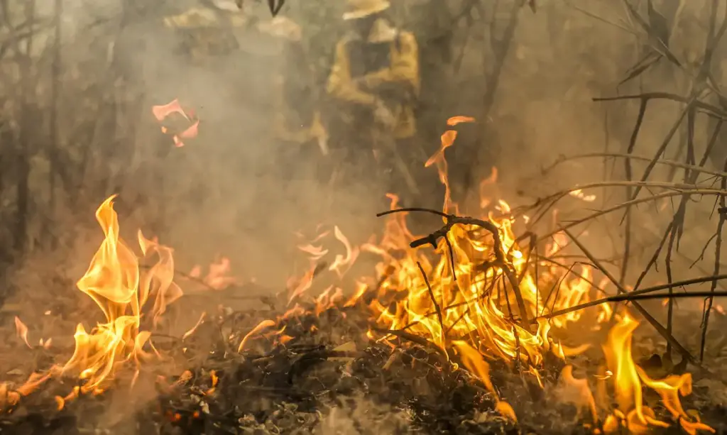 Polícia Federal investiga 18 focos de incêndio no Pantanal, segundo Marina Silva. Imagem: Reprodução/ Marcelo Camargo/ Agência Brasil