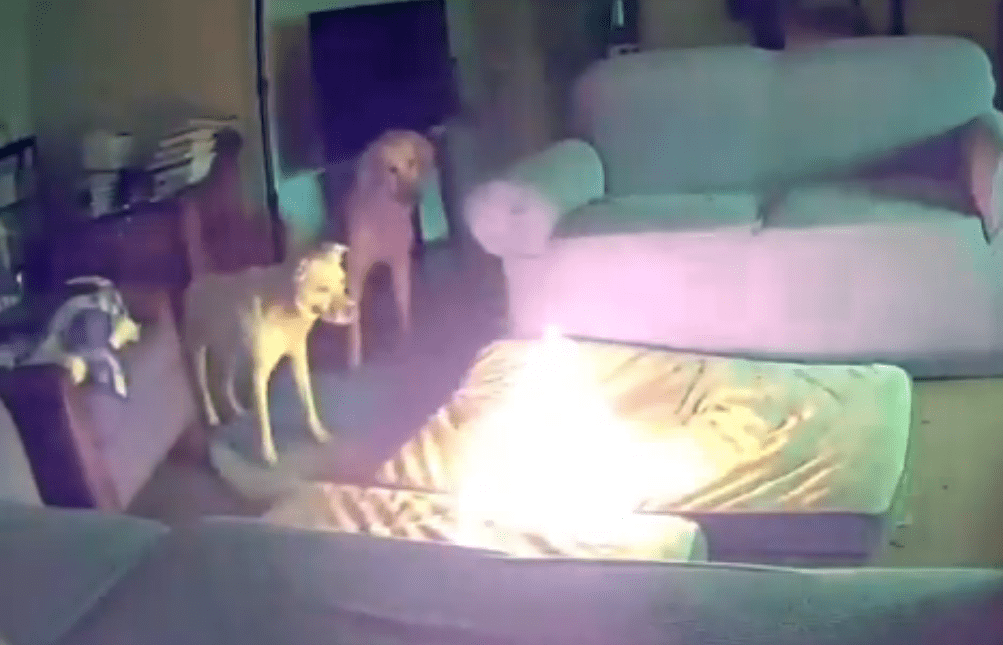 Cachorro causa incêndio em casa ao morder bateria portátil e vídeo viraliza na web - Foto: reprodução web 