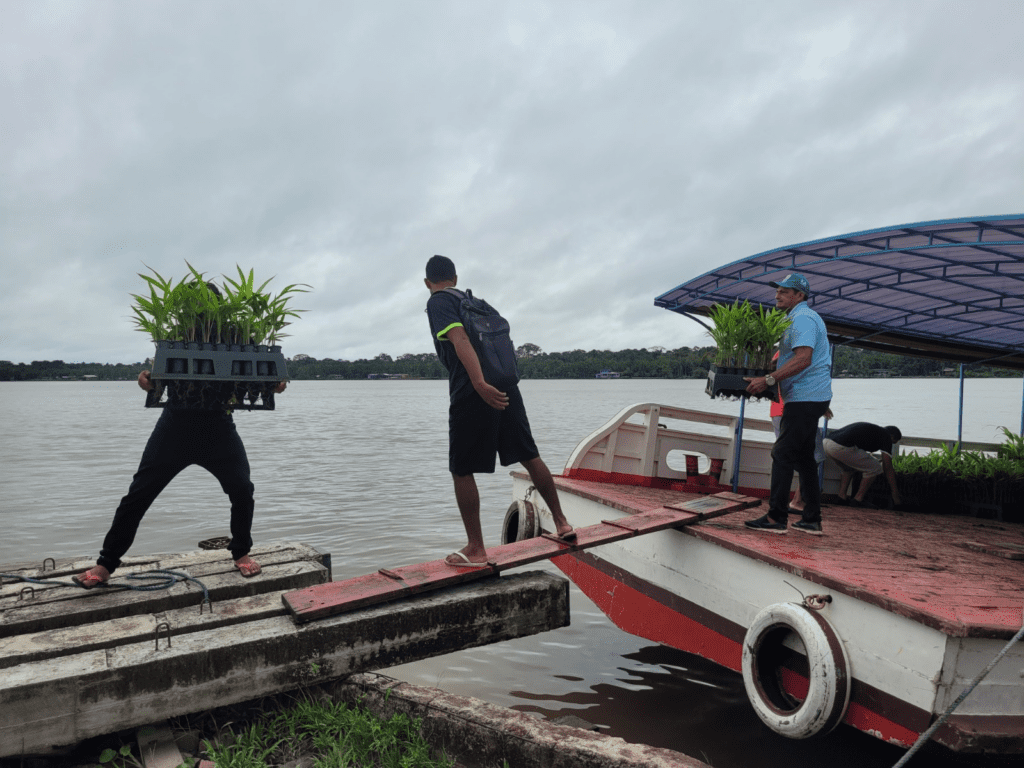 Projeto Marajó Socioambiental planta mais de 250 mil mudas e impulsiona restauração florestal no Pará