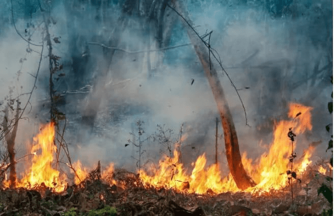 Incêndio Ameaça Terra Indígena Anambé no Pará e Mobiliza Comunidade para Contenção